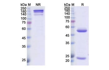 Amatuximab (MSLN) - Research Grade Biosimilar