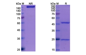 Amivantamab (EGFR/ME/RCCP2) - Research Grade Biosimilar Antibody