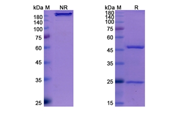 Amivantamab (EGFR/ME/RCCP2) - Research Grade Biosimilar