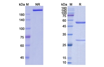 Anifrolumab (IFNAR1) - Research Grade Biosimilar