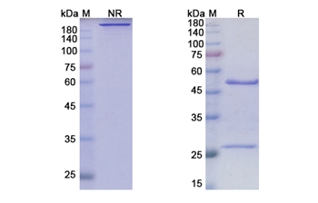 Anrukinzumab (IL13) - Research Grade Biosimilar