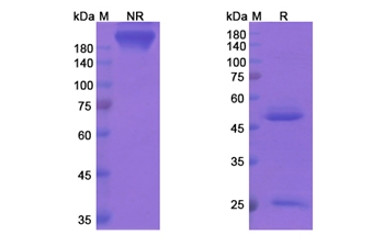 Apolizumab (HLA-DRB) - Research Grade Biosimilar Antibody