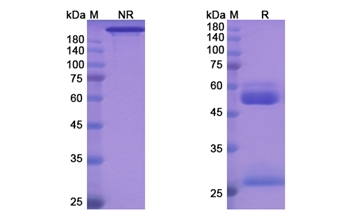 Aprutumab (FGFR2) - Research Grade Biosimilar