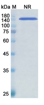 Arcitumomab (CEACAM5/CD66e) - Research Grade Biosimilar Antibody