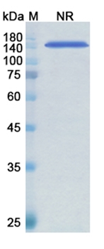 Arcitumomab (CEACAM5/CD66e) - Research Grade Biosimilar