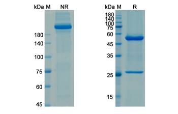 Ascrinvacumab (ACVRL1/SKR3/TGF-B/ TSR-I) - Research Grade Biosimilar Antibody