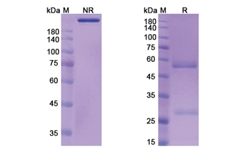 Aselizumab (SELL/CD62L ) - Research Grade Biosimilar