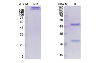 Atezolizumab (CD274/B7-H1/PDL1) - Research Grade Biosimilar