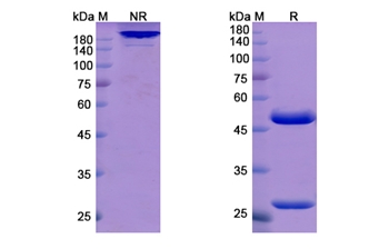 Atidortoxumab (alpha toxin) - Research Grade Biosimilar