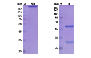 Atinumab (RTN4/NOGO) - Research Grade Biosimilar Antibody