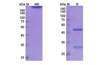 Atinumab (RTN4/NOGO) - Research Grade Biosimilar