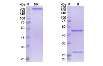 Atoltivimab (Zaire Ebola virus) - Research Grade Biosimilar
