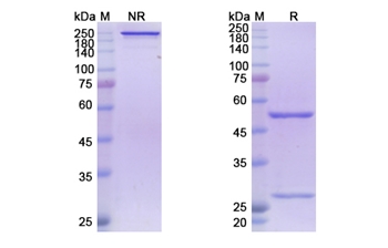 Atoltivimab (Zaire Ebola virus) - Research Grade Biosimilar Antibody