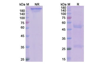 Avdoralimab (C5AR1) - Research Grade Biosimilar