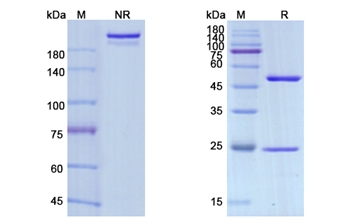 Avelumab (CD274/B7-H1/PDL1) - Research Grade Biosimilar