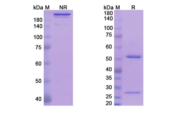 Avizakimab (IL21) - Research Grade Biosimilar