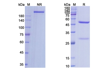 Axatilimab (CSF1R/CD115) - Research Grade Biosimilar
