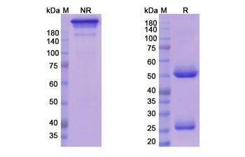 Azintuxizumab (SLAMF7/CRACC/CD319) - Research Grade Biosimilar Antibody