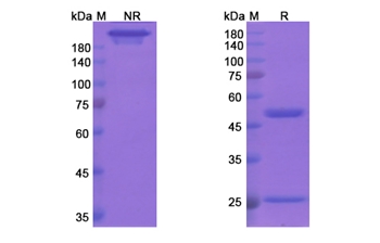 Bapineuzumab (APP Abeta) - Research Grade Biosimilar Antibody