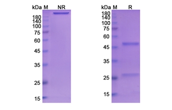 Basiliximab (IL2RA/CD25) - Research Grade Biosimilar Antibody