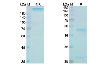 Batoclimab (FCGRT) - Research Grade Biosimilar