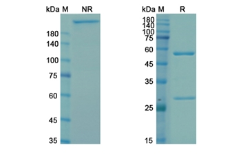 Bavituximab (Phosphatidylserine) - Research Grade Biosimilar