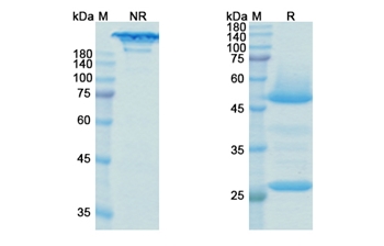 Bedinvetmab (NGF/NGFB) - Research Grade Biosimilar