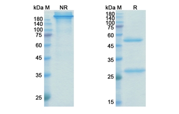 Befovacimab (TFPI ) - Research Grade Biosimilar