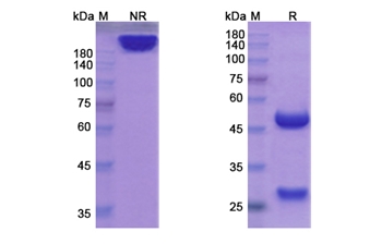 Begelomab (DPP4/TP103/CD26) - Research Grade Biosimilar
