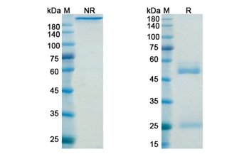Belimumab (TNFSF13B/CD257) - Research Grade Biosimilar