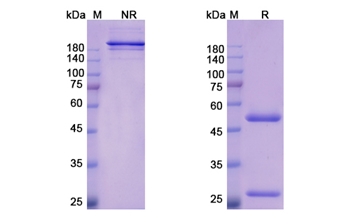 Bemarituzumab (FGFR2) - Research Grade Biosimilar