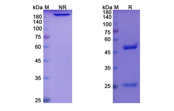 Benufutamab (TNFRSF10B/TRAILR2/ CD262) - Research Grade Biosimilar