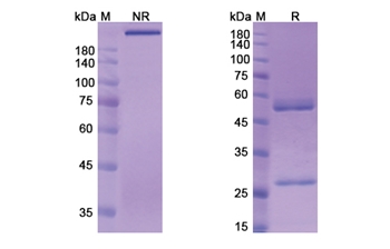 Berlimatoxumab (LukGH) - Research Grade Biosimilar