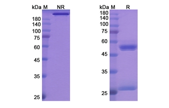 Bersanlimab (ICAM1/CD54) - Research Grade Biosimilar