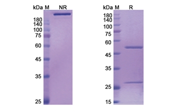 Bertilimumab (CCL11) - Research Grade Biosimilar
