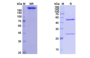 Besilesomab (CEACAM8/CD66b) - Research Grade Biosimilar Antibody