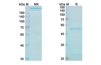 Bezlotoxumab (toxin B) - Research Grade Biosimilar