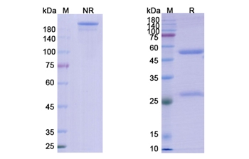 Bimagrumab (ACVR2A/ACVR2B) - Research Grade Biosimilar