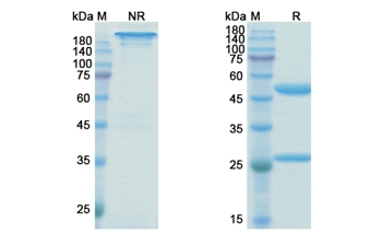 Birtamimab (SAA1) - Research Grade Biosimilar