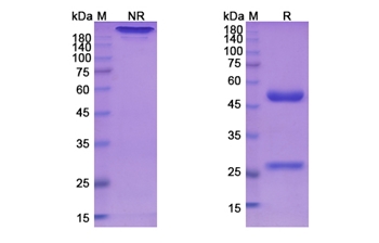 Bivatuzumab (CD44 /CD44V) - Research Grade Biosimilar