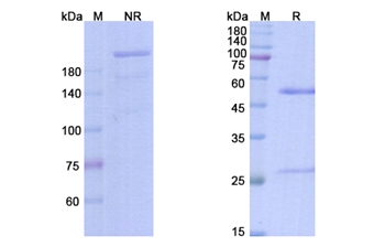 Bleselumab (CD40/ TNFRSF5) - Research Grade Biosimilar
