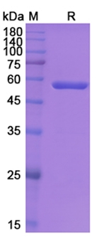 Blinatumomab (CD19/CD3E) - Research Grade Biosimilar Antibody