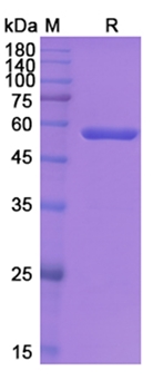 Blinatumomab (CD19/CD3E) - Research Grade Biosimilar