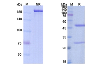 Bococizumab (PCSK9/NARC1/ PC9) - Research Grade Biosimilar Antibody