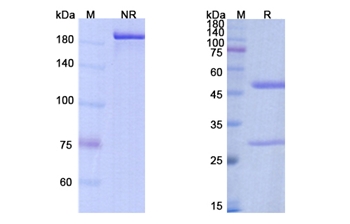 Bococizumab (PCSK9/NARC1/ PC9) - Research Grade Biosimilar