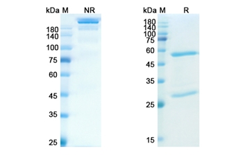 Brazikumab (IL23A) - Research Grade Biosimilar