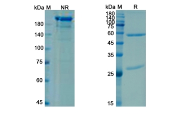Briakinumab (IL12B) - Research Grade Biosimilar