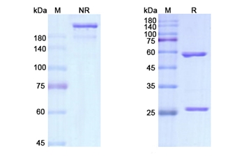 Brodalumab (IL17RA/CD217) - Research Grade Biosimilar Antibody