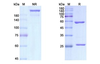 Brodalumab (IL17RA/CD217) - Research Grade Biosimilar