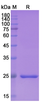 Brolucizumab (VEGFA) - Research Grade Biosimilar